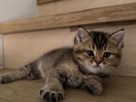Britisch Kurzhaar Kitten suchen ein liebevolles Zuhause