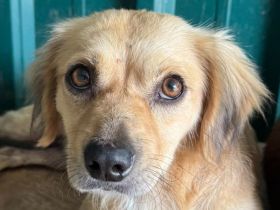 Barley, katzen- und hundeverträglicher, freundlicher Junghund sucht ein neues Zuhause, 1,5J, 40cm