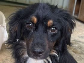 Eric, katzen- und hundeverträglicher, zuckersüßer kleiner Mini-Mann sucht Körbchen und Menschen, 3J,