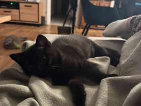 Nur noch 2 Bkh kitten verfügbar 12.wochen alt