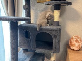 Nur noch 2 Bkh kitten verfügbar