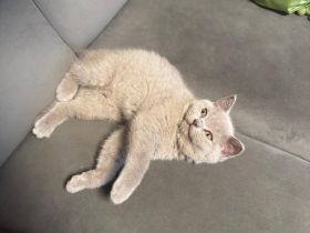 Nur noch 2 Bkh kitten verfügbar 12.wochen alt