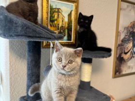 Nur noch 3 Bkh kitten verfügbar