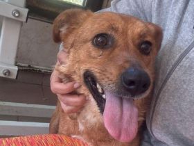 Jody, kleine Hündin sucht kleines Körbchen oder auch Sofaplatz ;-), 4J, 35cm