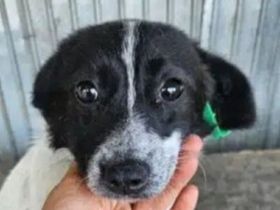 Lula, schüchterne, aber liebe Junghündin sucht ein freies Körbchen und eigene Menschen, 1J, 35cm