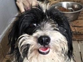 Maly, liebe Hündin sucht Menschen, die sie liebevoll umsorgen, 2J, 35cm