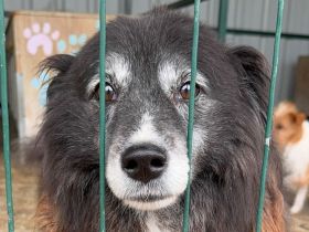 Pepsi, kleine, liebe, katzenverträgliche Hundedame sucht ein neues Für-Immer Plätzchen, 9J, 37cm