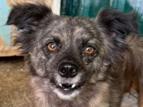 Smokey,  zarter, ca. 2-3 jähriger Rüde sucht ein neues Zuhause, 3J, 37cm