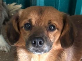 Toni, liebenswerter, kleiner Kerl braucht ein neues Zuhause, 2,5J, klein