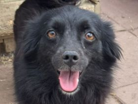 Vicky, zarte, liebe, kleine Hundedame hat ihr Zuhause verloren und sucht nun ein neues, 4J, 30cm