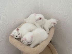 🐾 Wunderschöne Britisch Kurzhaar (BKH) Kitten suchen ein liebevolles Zuhause 🐾