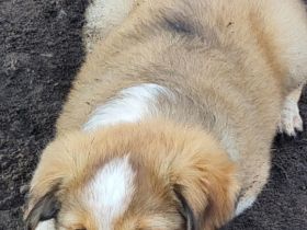 Border Collie Welpen