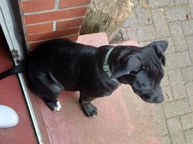 Labrador Mischling rüde   welpe