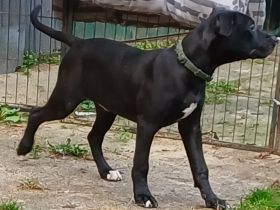 Labrador Mischling rüde   welpe