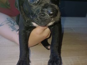 Labrador welpen Mischling
