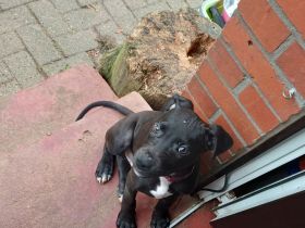 Labrador Mischling rüde   welpe