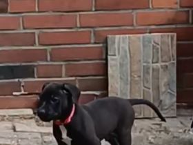 Labrador welpen Mischling