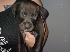Labrador welpen Mischling