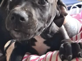 Labrador Mischling rüde hündin  welpe