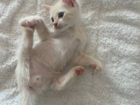 Don Sphynx