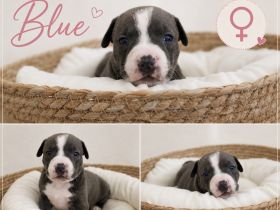 American Bully Welpen