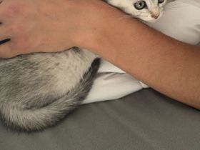 Bkh kitten