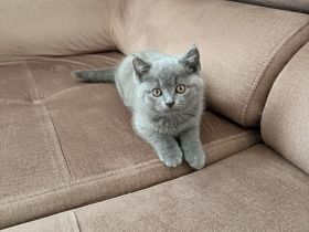 Zwei BKH Kitten suchen liebevolles zuhause