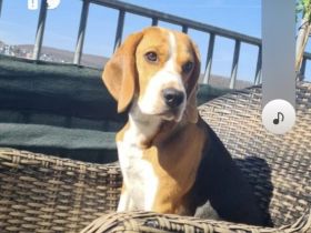 Beagle 5jahre jung