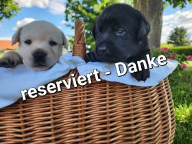 Labrador Welpen (reinrassig) in "schwarz" und "creme" - stressfreie Aufzucht mit Ahnenpass