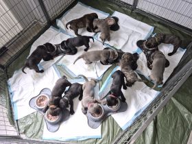 10 reinrassige cane corso welpen geb.8.6.2026