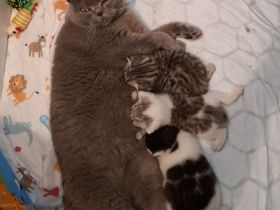 ​Zwei zuckersüße Kätzchen suchen ein liebevolles Zuhause! 🐱❤️