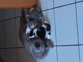 ​Zwei zuckersüße Kätzchen suchen ein liebevolles Zuhause! 🐱❤️