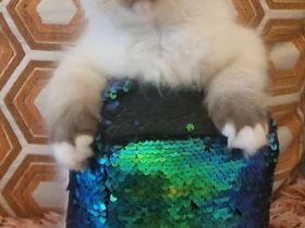 Ragdoll Kitten Abgabe ab sofort