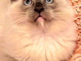 Ragdoll Kitten Abgabe ab sofort