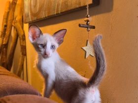 Wunderschöne Orientalisch Kurzhaar Kitten OKH, Havana, Ebony, Bicolor & Snowshoe
