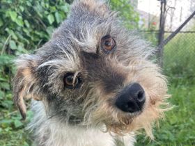 Sanfte liebenswerte Livie sucht ihre Menschen