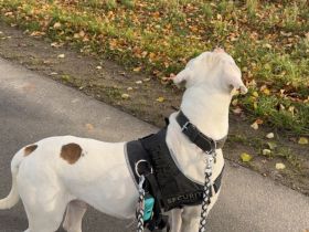 American Bulldog