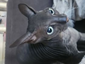 Sphynx Canadian Sphynx