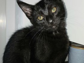 Kleiner süßer Maine Coon Mix Kater