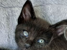 Kleiner süßer Maine Coon Mix Kater