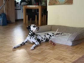 Junger Dolmatian