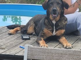 Liebe Schäferhund - Mix - Hündin sucht ihr Für - immer - Zuhause