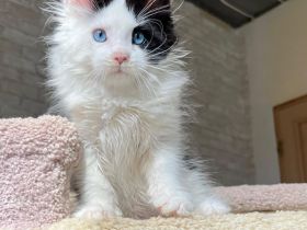 Bezaubernde, flauschige und wunderschöne Maine-Coon-Kätzchen