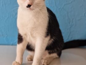 Siam-Mix Katze