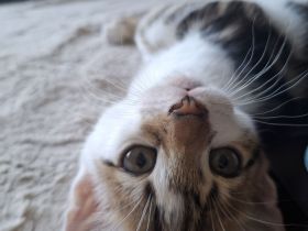 Bengal mix Katerchen sucht euch!