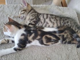 Bengal mix Abenteurer suchen euch!
