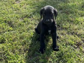 Golden Retriever-Malinois Mix Welpen