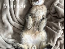 Drei süße Babykatzen suchen ein liebevolles Zuhause