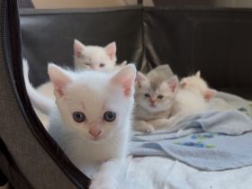 Weiße BKH Katzenbabys
