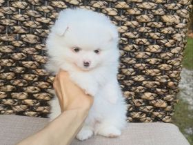 Wunderschöner reinrassiger Zwergspitz/Pomeranian